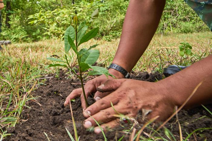 Olvidan ley que obliga a sembrar un árbol para poder titularse en Tamaulipas  – Periodico El Toston